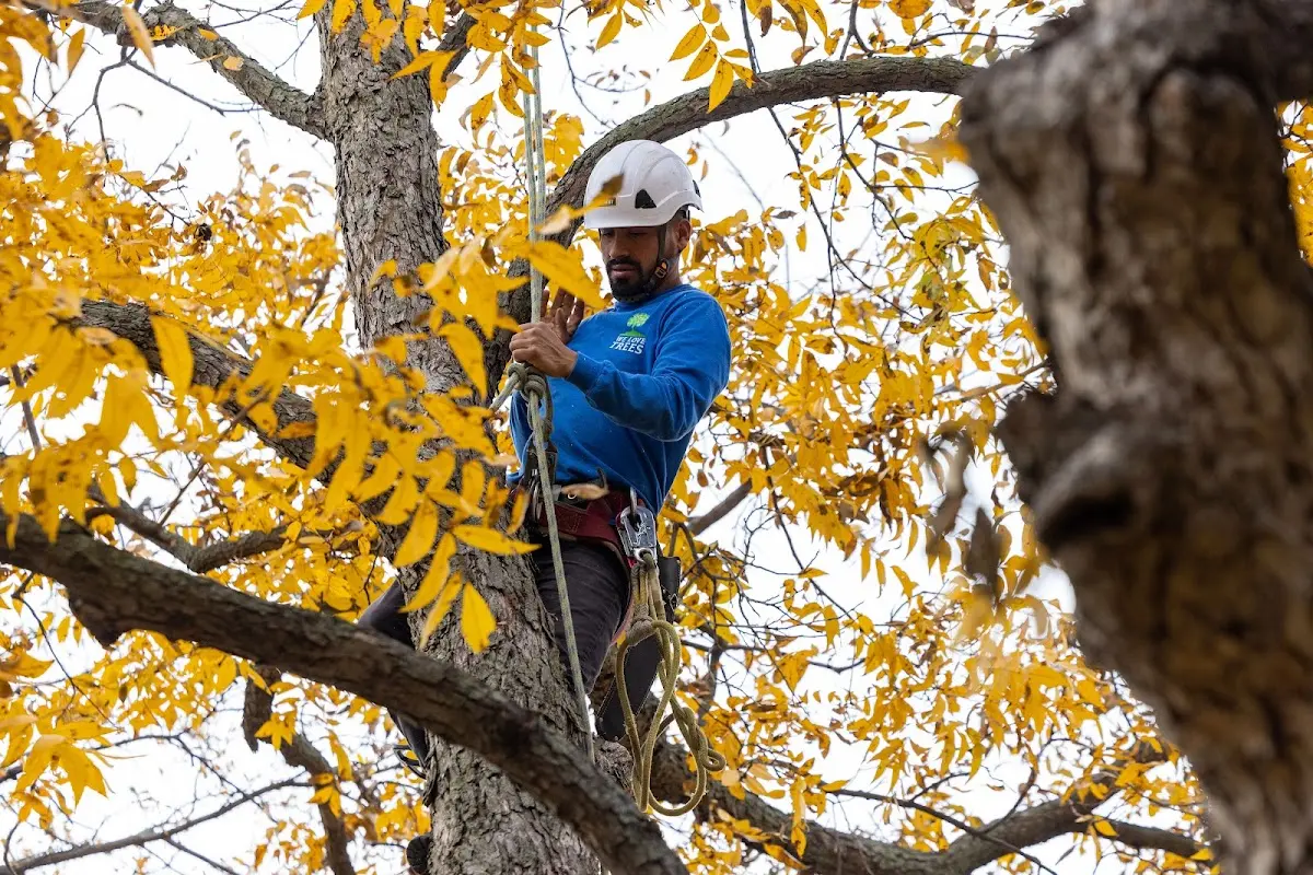 Skilled Storm Damage Cleanup crew working in Butler